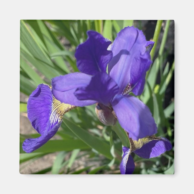 Lila Iris Blomma Fotografiet  Magnet (Framsidan)