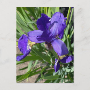 Lila Iris Blomma Fotografiet Vykort