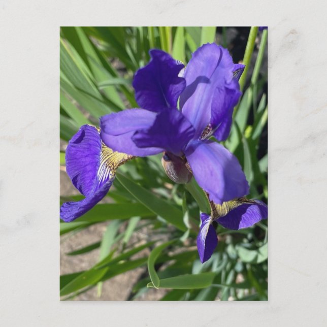 Lila Iris Blomma Fotografiet  Vykort (Framsida)