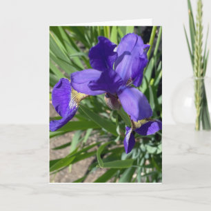 Lila Iris Blomma Fotografisk Hälsning Kort