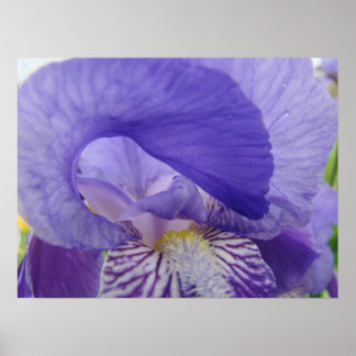 Lila Iris Blomma konst affisch Blommig naturtryck