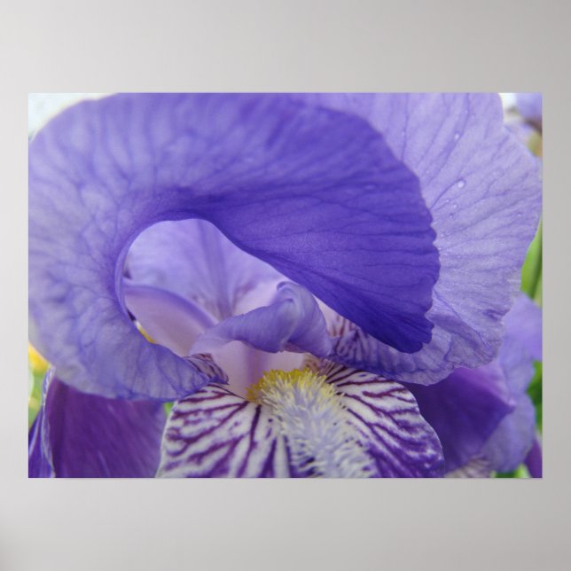 Lila Iris Blomma konst affisch Blommig naturtryck (Framsidan)