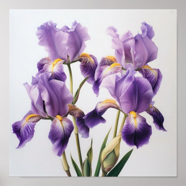 Lila Iris Blomma Konsttryck Poster (Framsidan)