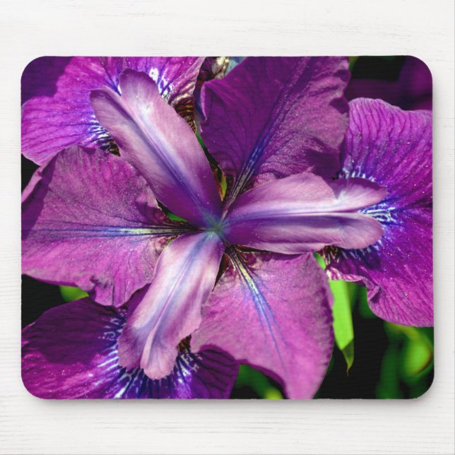 Lila iris-blomma musmatta (Framsidan)