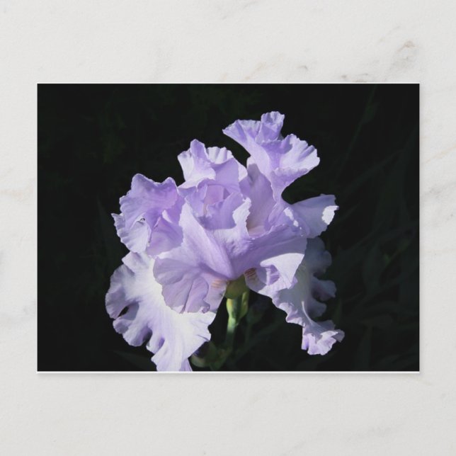 Lila Iris-blomma på svart bakgrund Vykort (Framsida)