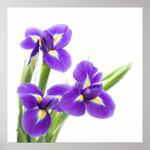 lila iris-blomma poster