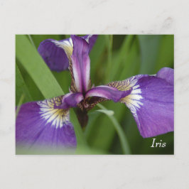 Lila iris-blomma vykort