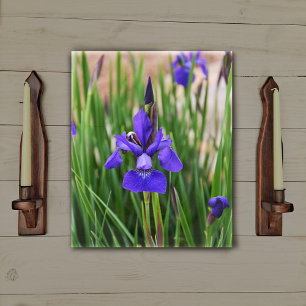 Lila Iris Blommigt Botaniskt fotografiskt fotograf Canvastryck