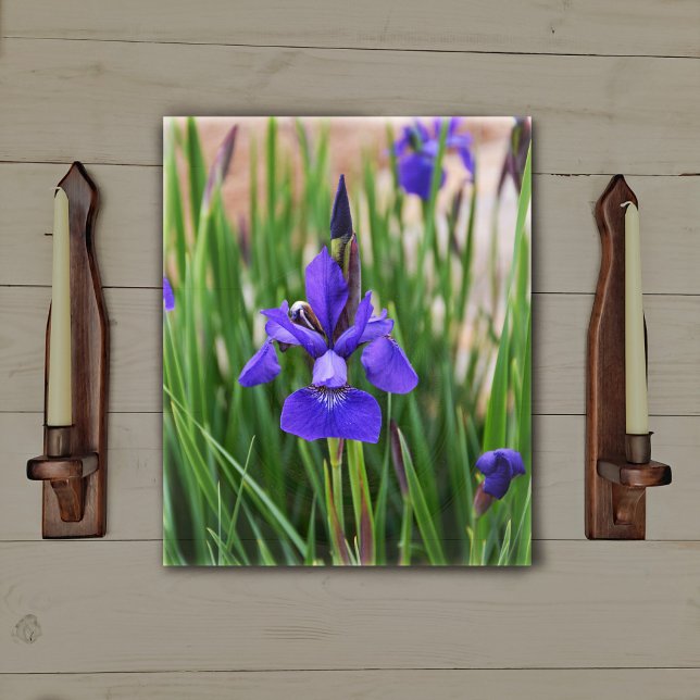 Lila Iris Blommigt Botaniskt fotografiskt fotograf Canvastryck (Skapare uppladdad)