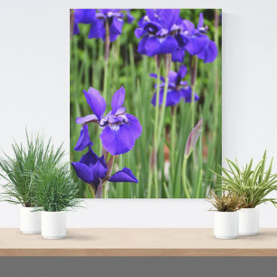 Lila Iris Blommigt Botaniskt fotografiskt fotograf Canvastryck