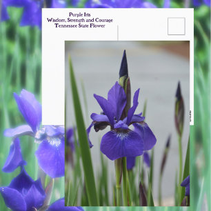 Lila Iris Blommor Botanisk Fotografi Vykort
