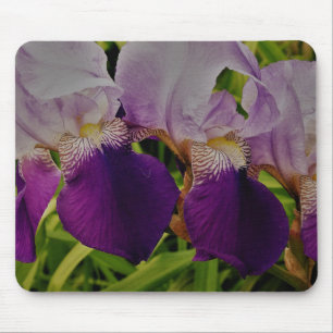 Lila iris-blommor, foto Mousepad Musmatta