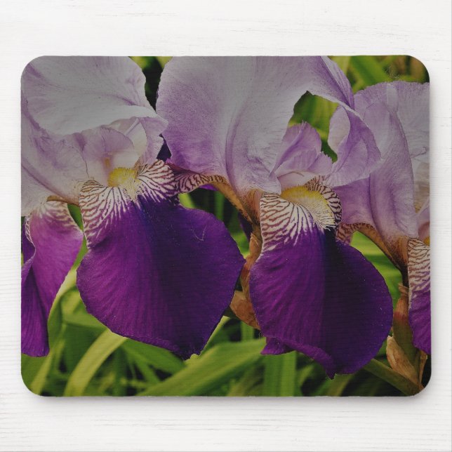 Lila iris-blommor, foto Mousepad Musmatta (Framsidan)