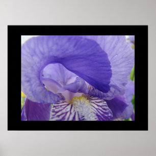 Lila Iris Blommor konsttryck Irisar Blommig Poster