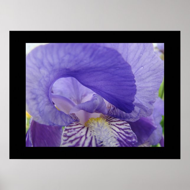 Lila Iris Blommor konsttryck Irisar Blommig Poster (Framsidan)