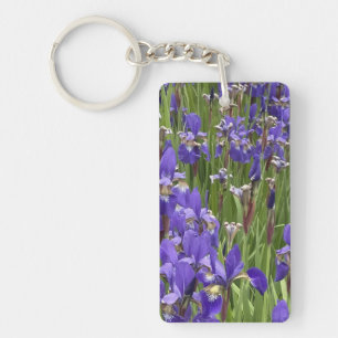 Lila Iris Blommor Natur Växter Fotografi