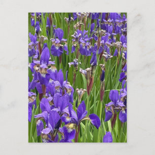 Lila Iris Blommor Natur Växter Fotografi Vykort