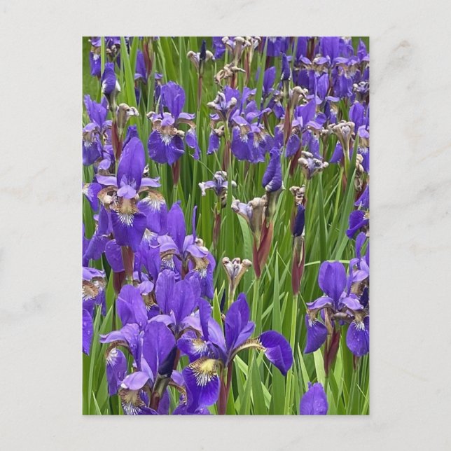 Lila Iris Blommor Natur Växter Fotografi Vykort (Framsida)