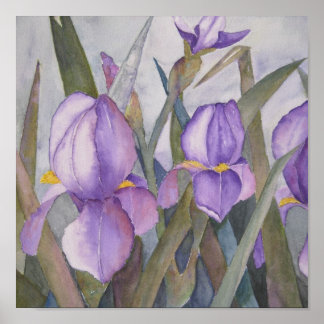 Lila iris-blommor poster