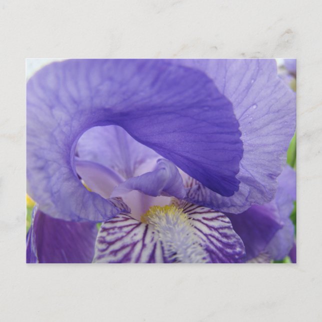 Lila Iris Blommor vykort Irisar natur Blommig (Framsida)