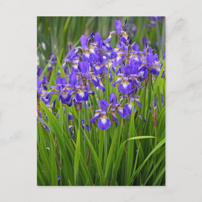 Lila iris-blomsterträdgård vykort (Framsida)