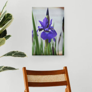 Lila Iris Botanical Photographic Blommigt Canvastryck