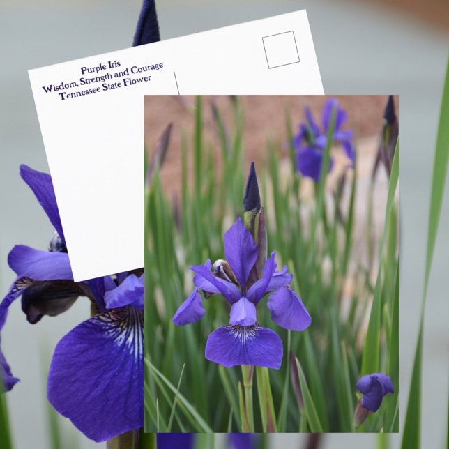 Lila Iris Botanisk Blommig Fotografisk Vykort (Skapare uppladdad)