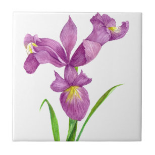 Lila Iris botaniska Blommigt Art Kakelplatta