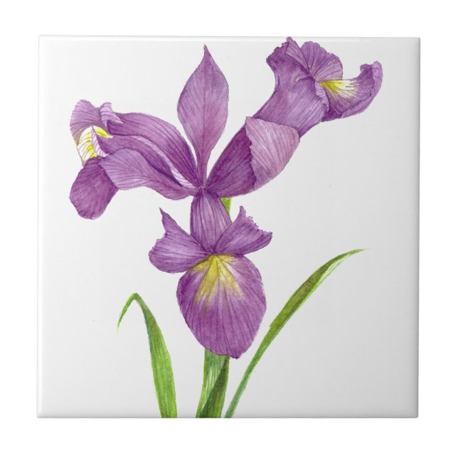 Lila Iris botaniska Blommigt Art Kakelplatta (Framsidan)