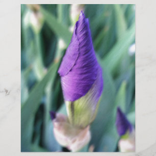 lila iris-bud