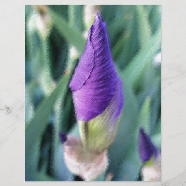 lila iris-bud (Framsida)