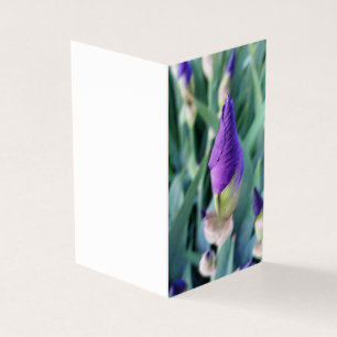 lila iris-bud kort