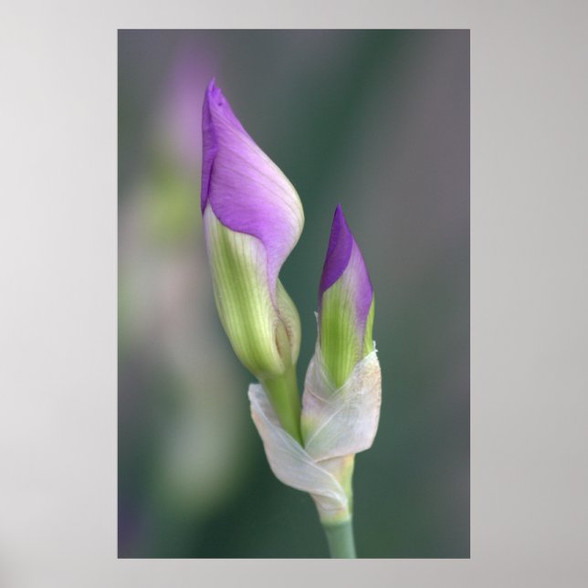 Lila Iris Bud [L] Poster (Framsidan)