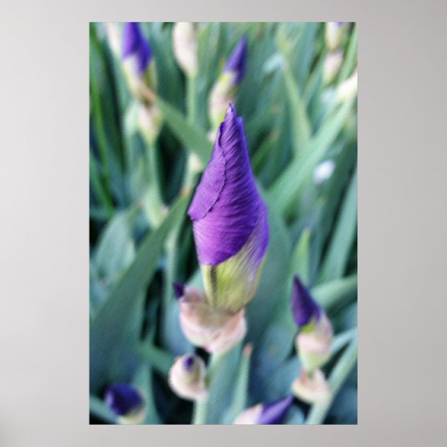 lila iris-bud poster (Framsidan)