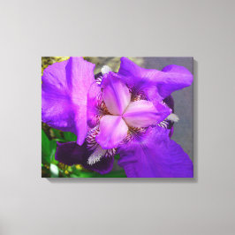 Lila Iris Canvas