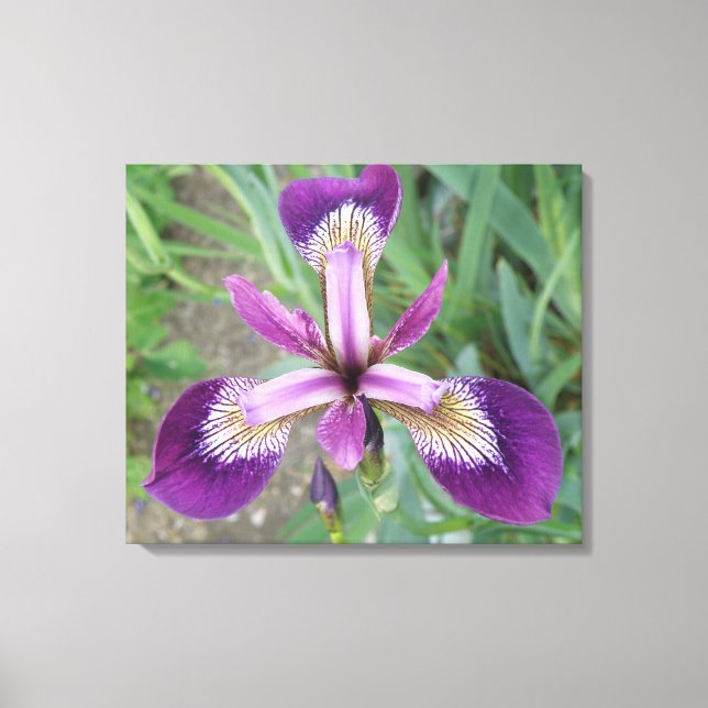 Lila Iris Canvastryck (Framsida)