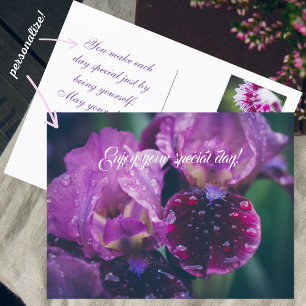 Lila iris efter regn vykort