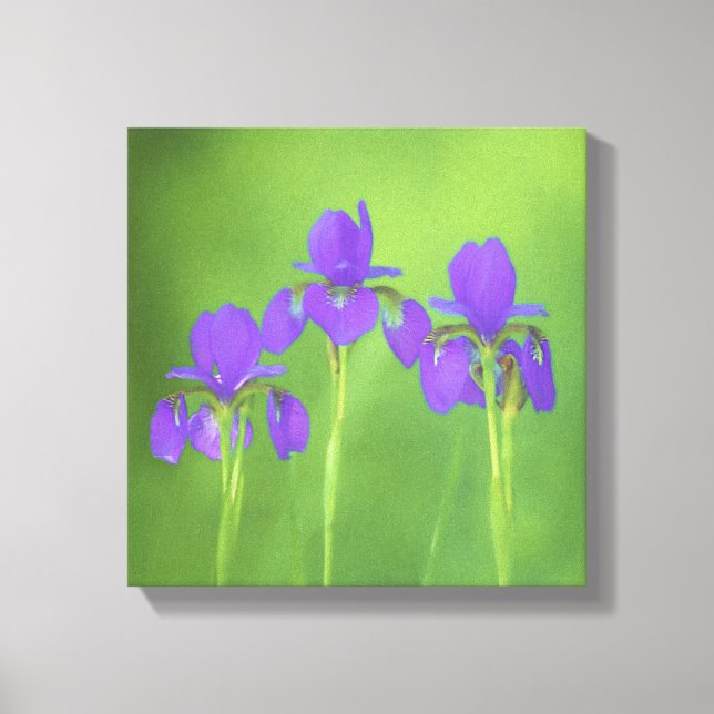 Lila Iris-färgning - originalblomma Canvastryck (Framsida)