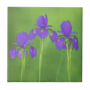 Lila Iris-färgning - originalblomma Kakelplatta