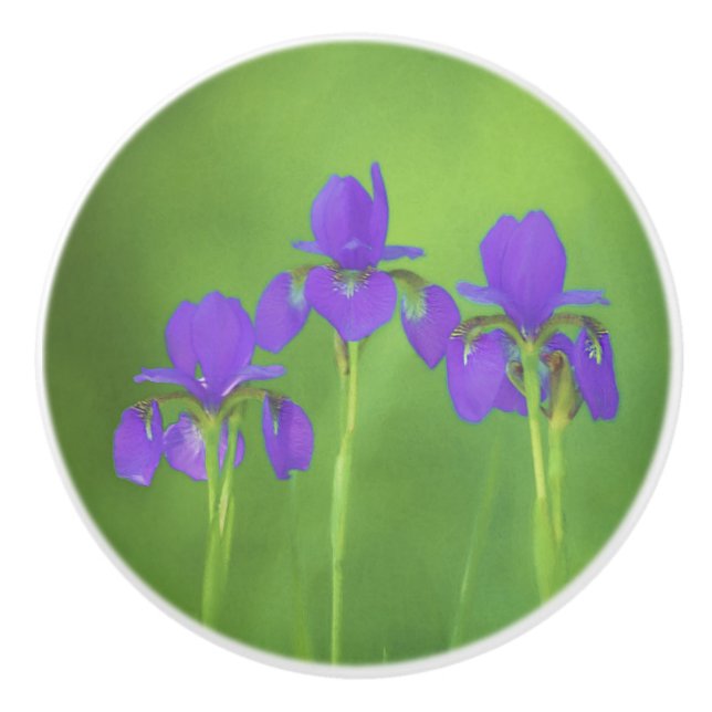 Lila Iris-färgning - originalblomma Knopp (Framsidan)