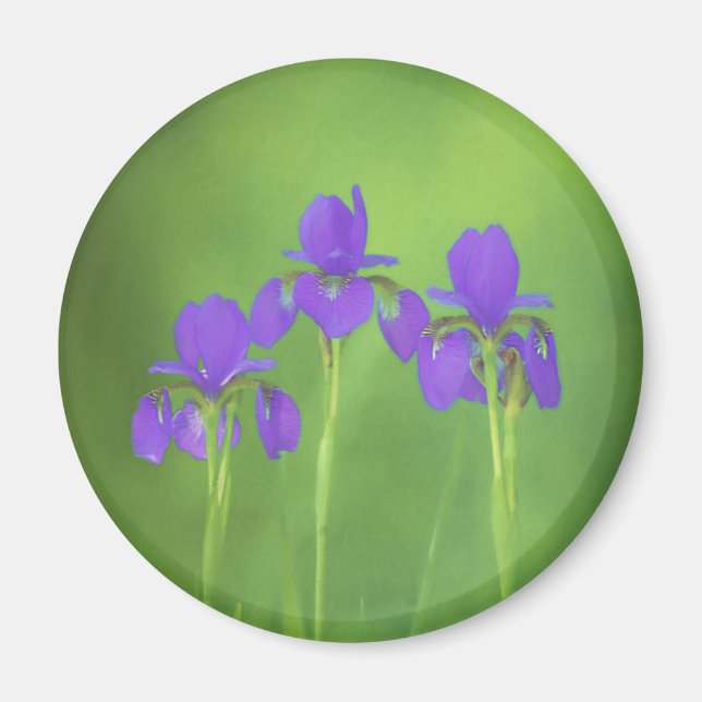 Lila Iris-färgning - originalblomma Magnet (Framsidan)