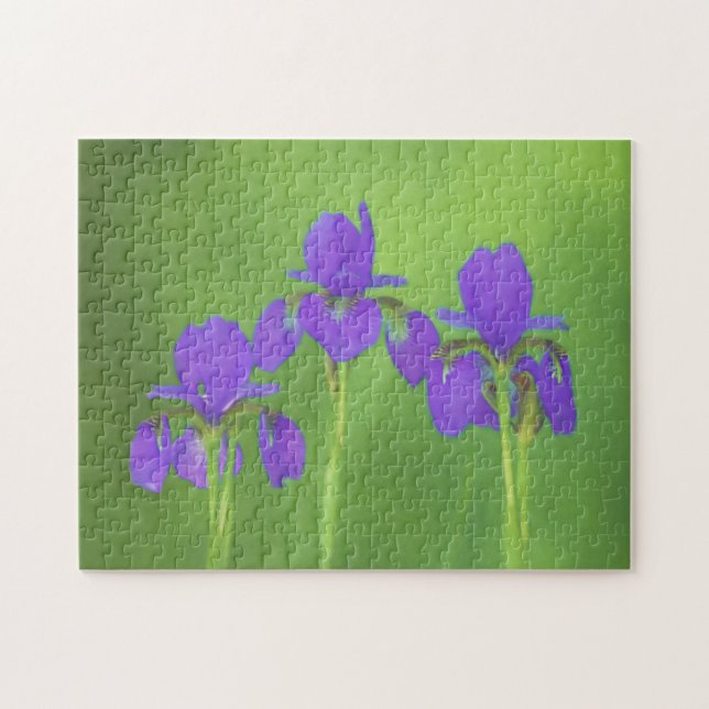Lila Iris-färgning - originalblomma Pussel (Horisontell)