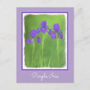 Lila Iris-färgning - originalblomma Vykort