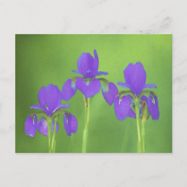 Lila Iris-färgning - originalblomma Vykort (Framsida)