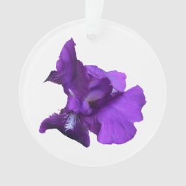 Lila Iris Flower