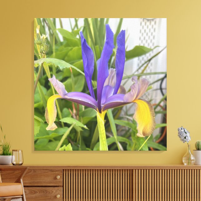 Lila Iris Flower Exdoor Garden Nature Photo Canvastryck (Insitu (Vardagsrum))