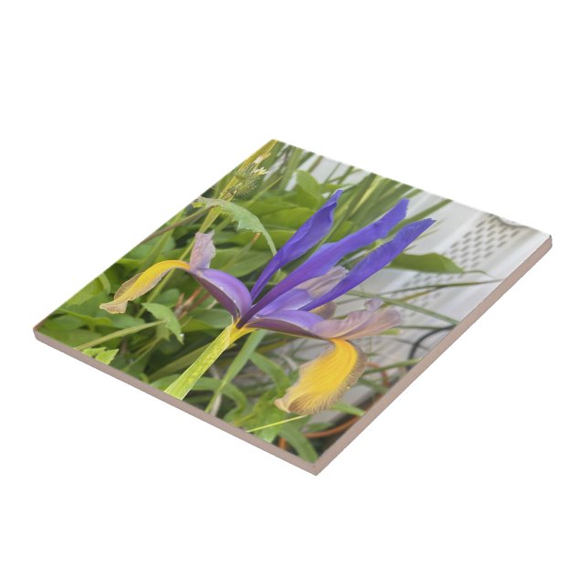 Lila Iris Flower Exdoor Garden Nature Photo Kakelplatta (Sidan)