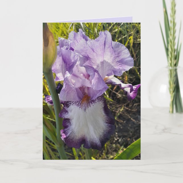 Lila Iris Flower Flowers Garden Birthday Card Kort (Framsida)