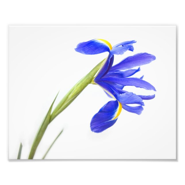 Lila Iris Flower Fototryck (Framsidan)