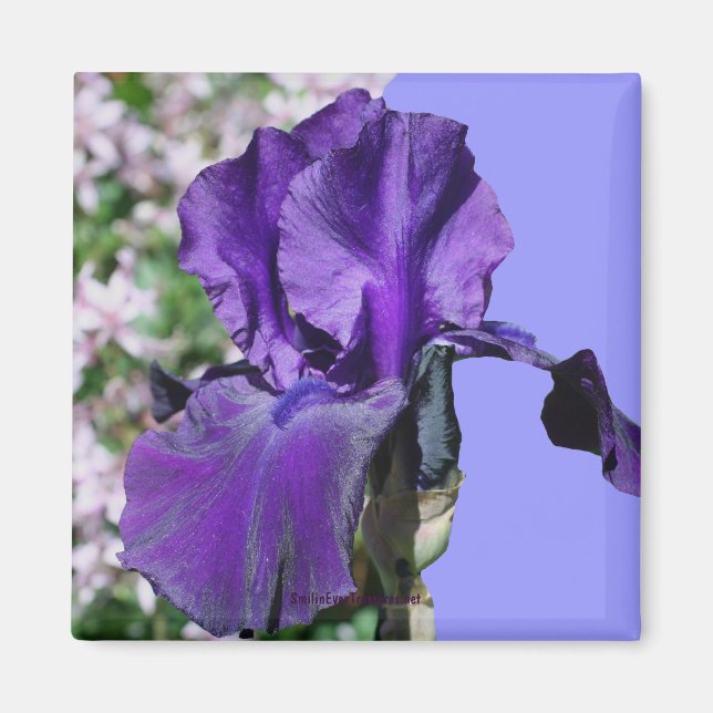 Lila Iris Flower Photo Magnet (Framsidan)